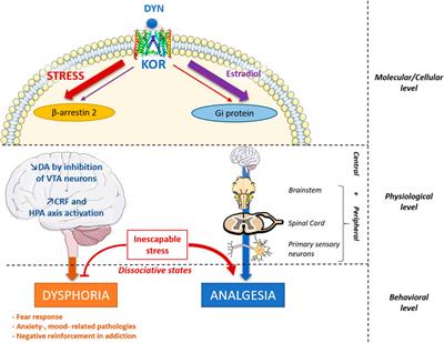 Traumatic Stress-Induced Vulnerability to Addiction: Critical Role of the Dynorphin/Kappa Opioid Receptor System